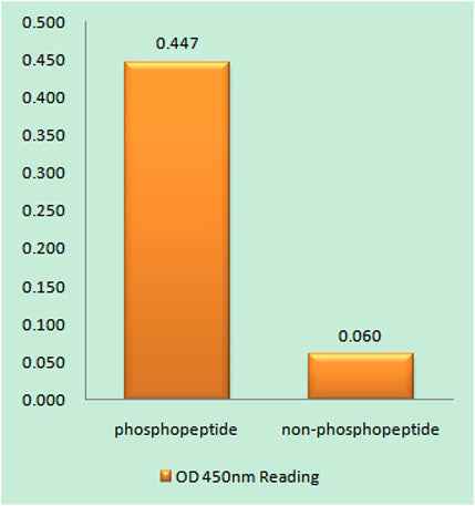 EGFR (phospho Ser1026) rabbit pAb