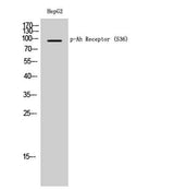 Ah Receptor (phospho Ser36) rabbit pAb