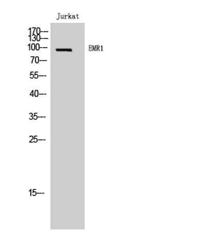 EMR1 rabbit pAb