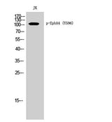 EphA4 (phospho Tyr596) rabbit pAb