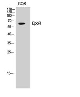 EpoR rabbit pAb