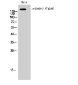 ErbB-3 (phospho Tyr1289) rabbit pAb