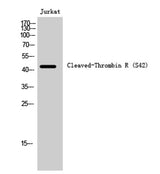 Cleaved-Thrombin R (S42) rabbit pAb 50µL/100µL