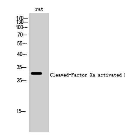 Cleaved-Factor Xa activated HC (I235) rabbit pAb