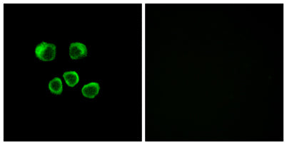 Olfactory receptor 8U1/8/9 rabbit pAb 50µL/100µL