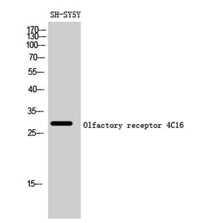 Olfactory receptor 4C16 rabbit pAb