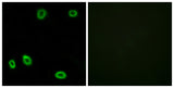 Olfactory receptor 5L1/2 rabbit pAb 50µL/100µL