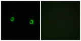 Olfactory receptor 5AS1 rabbit pAb