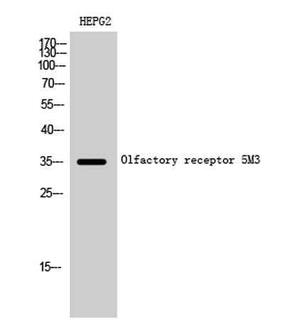 Olfactory receptor 5M3 rabbit pAb