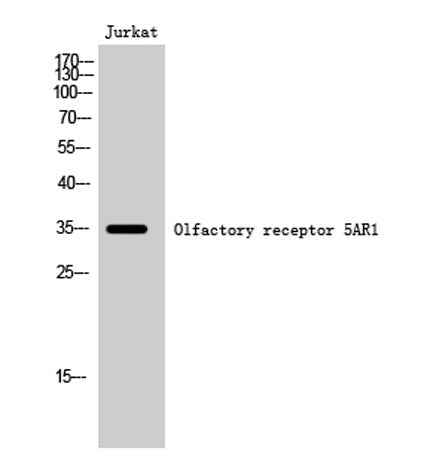 Olfactory receptor 5AR1 rabbit pAb