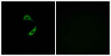 Olfactory receptor 10G9 rabbit pAb