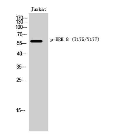 ERK 8 (phospho Thr175/Y177) rabbit pAb