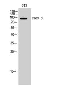 FGFR-3 rabbit pAb