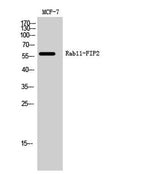 Rab11-FIP2 rabbit pAb