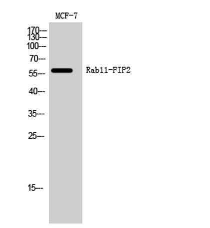 Rab11-FIP2 rabbit pAb