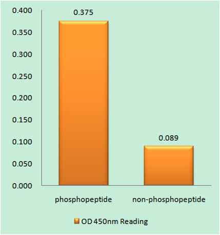 Rabphilin-3A (phospho Ser237) rabbit pAb