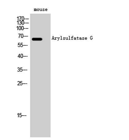 Arylsulfatase G rabbit pAb
