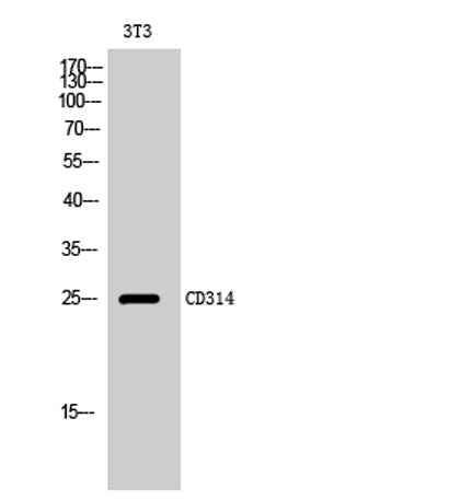 CD314 rabbit pAb