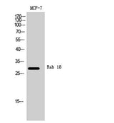 Rab 18 rabbit pAb