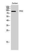 TPX2 rabbit pAb