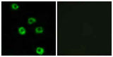 Latrophilin-2 rabbit pAb