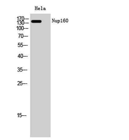 Nup160 rabbit pAb