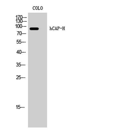 hCAP-H rabbit pAb