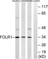 FR-α rabbit pAb