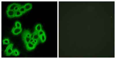FPR1 rabbit pAb