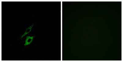 FPR1 rabbit pAb