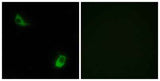 FPRL2 rabbit pAb