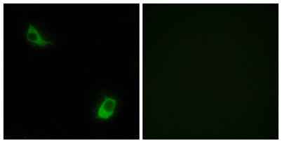 FPRL2 rabbit pAb
