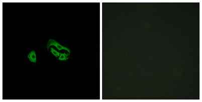 FPRL2 rabbit pAb