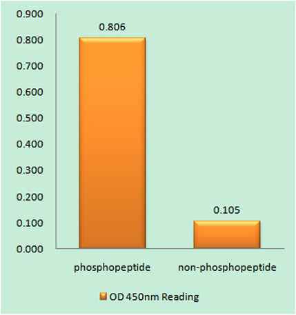 DAPK2 (phospho Ser318) rabbit pAb