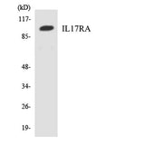 IL-17Rα rabbit pAb