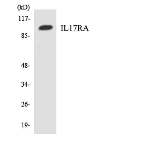 IL-17Rα rabbit pAb