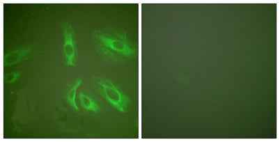 Gastrin rabbit pAb