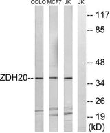 ZDHHC20 rabbit pAb