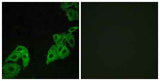 Olfactory receptor 4C3 rabbit pAb