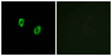 Olfactory receptor 51F1 rabbit pAb