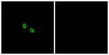 MRGX1 rabbit pAb 50µL/100µL