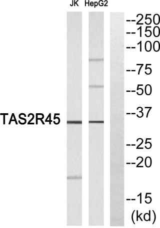 T2R45 rabbit pAb