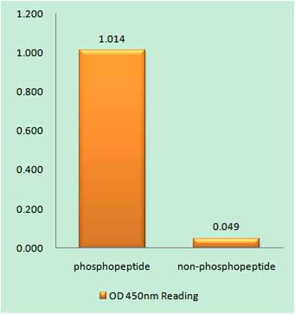 GAP-43 (phospho Ser41) rabbit pAb