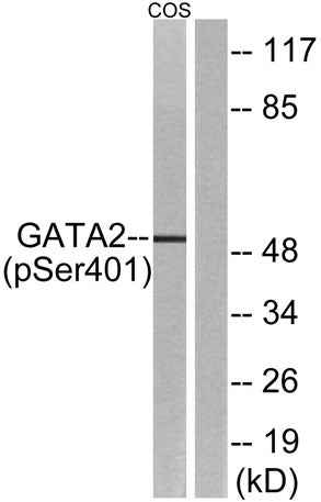 GATA-2 (phospho Ser401) rabbit pAb
