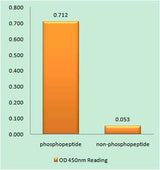 GATA-4 (phospho Ser105) rabbit pAb