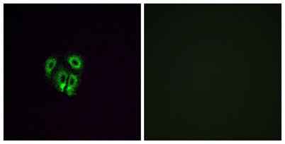 Olfactory receptor 4F4 rabbit pAb
