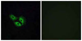 Olfactory receptor 4E2 rabbit pAb