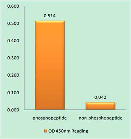 GFAP (phospho Ser38) rabbit pAb