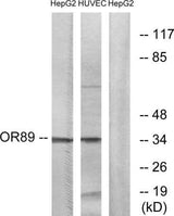 Olfactory receptor 89 rabbit pAb