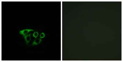 ATP5L2 rabbit pAb